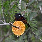 Orchard Oriole, South Padre Island, Texas